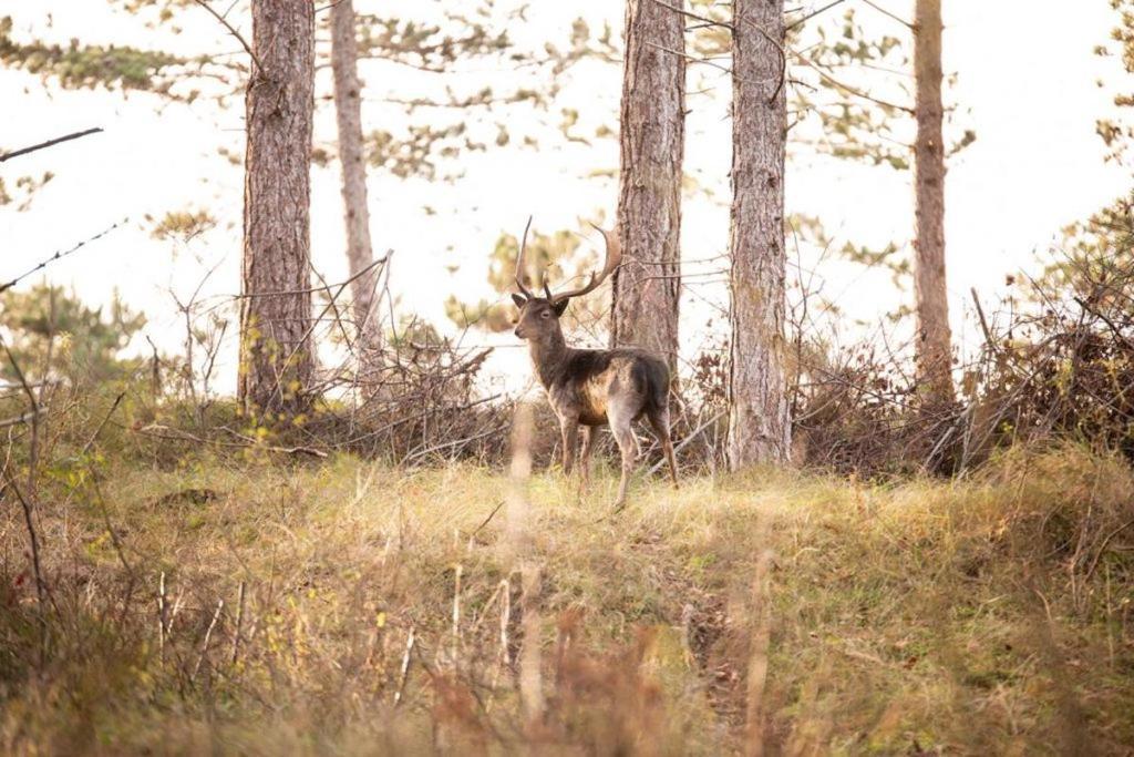 Heerlijk Vrijstaand Huis Aan De Duinen ブールグ・ハームステーデ エクステリア 写真
